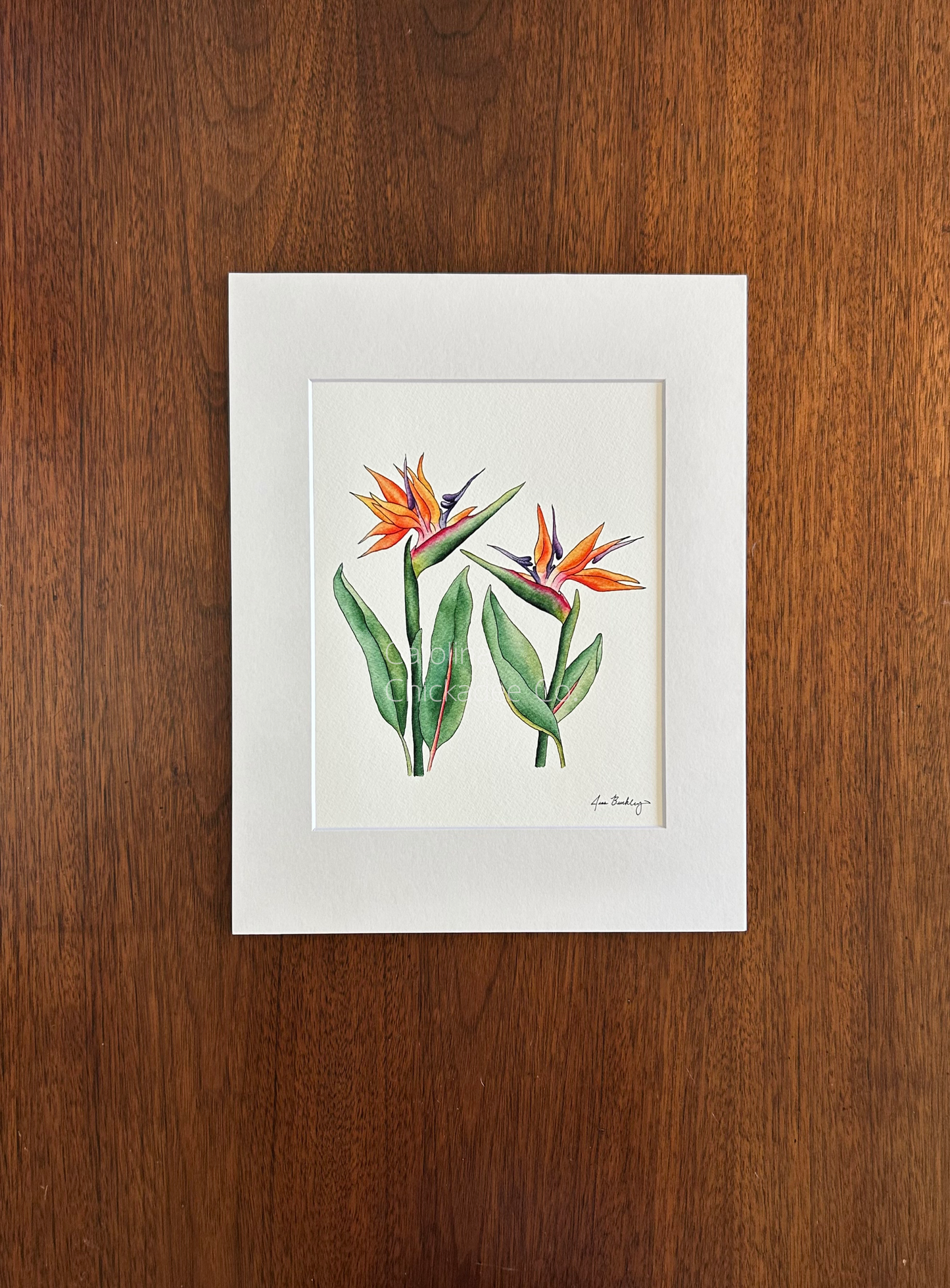 Bird of Paradise Watercolor Print