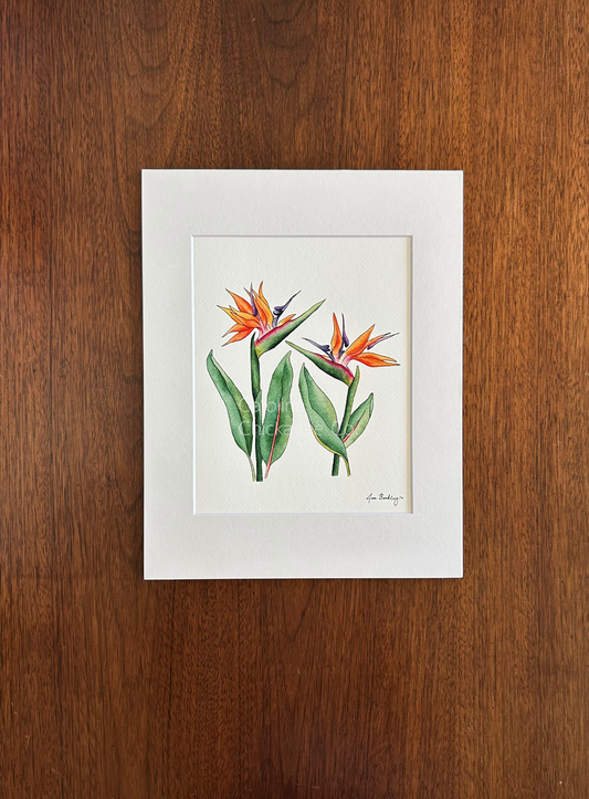 Bird of Paradise Watercolor Print