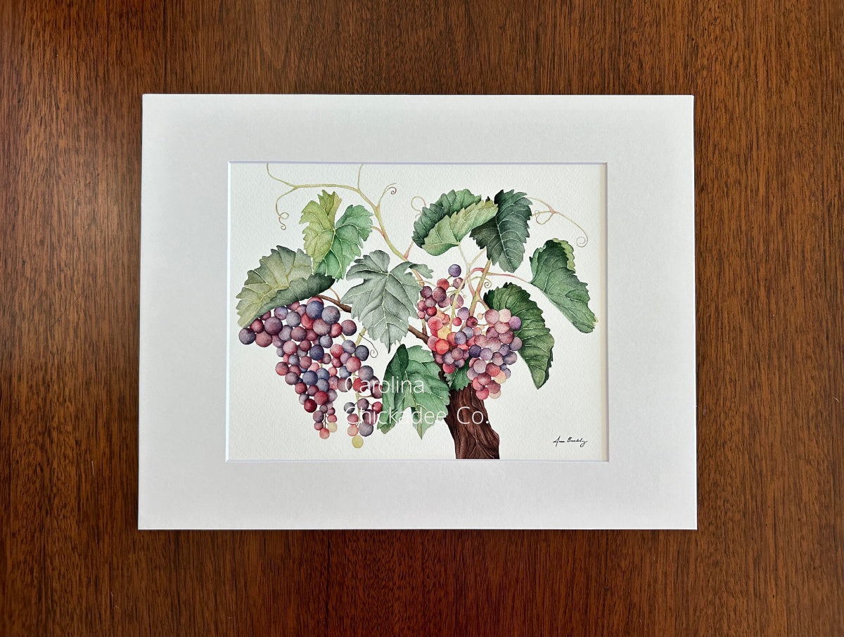 Grapevine Watercolor Print