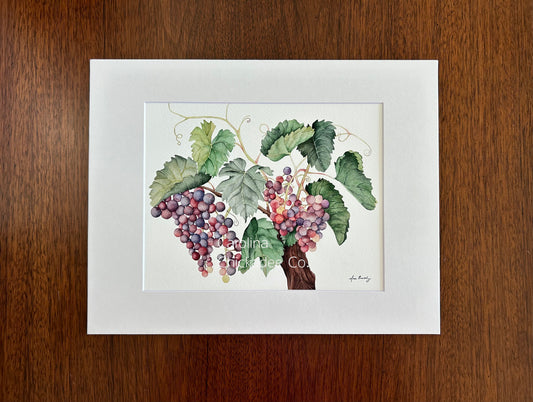Grapevine Watercolor Print